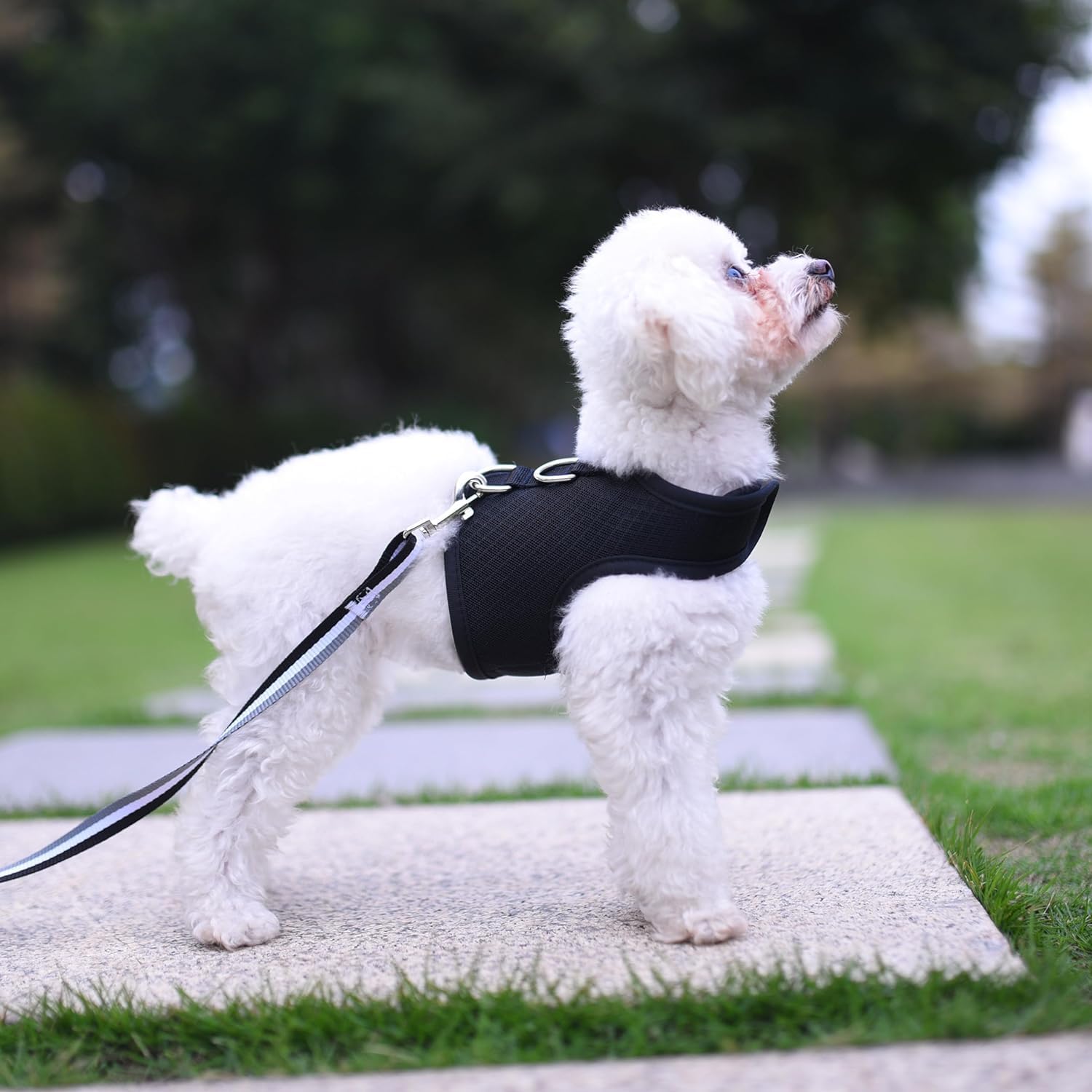 Small Dog Harness and Leash Set Small Pet Harness for Winter, Adjustable Soft Padded Dog Vest for Poodle, Pomeranian, Chihuahua, Minlature Pinscher Under 13LBS, Polka Black
