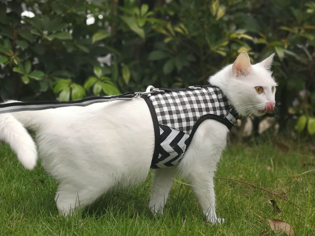 Plaid Canvas Cat Harness and Leash Set - Black