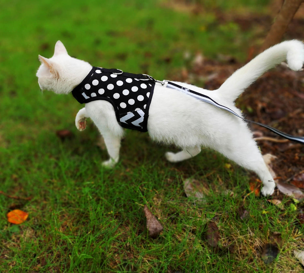 Polka-Dot Canvas Harness And Leash Set For Cats - Black