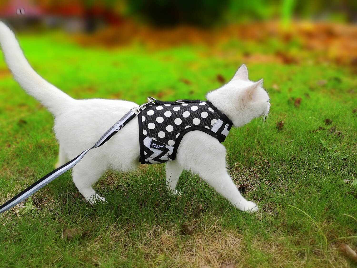 Polka-Dot Canvas Harness And Leash Set For Cats - Black