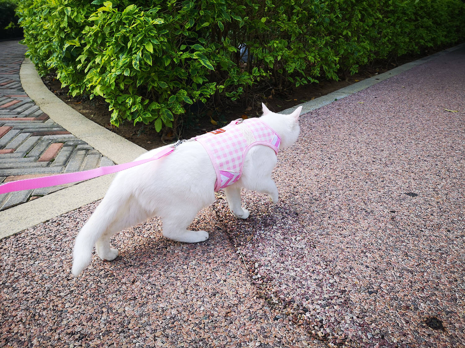 Plaid Canvas Cat Harness and Leash Set - Pink